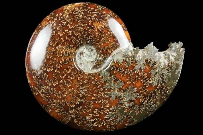 Polished, Agatized Ammonite (Cleoniceras) - Madagascar #97358
